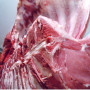 Trancio Carne