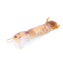 Canocchia